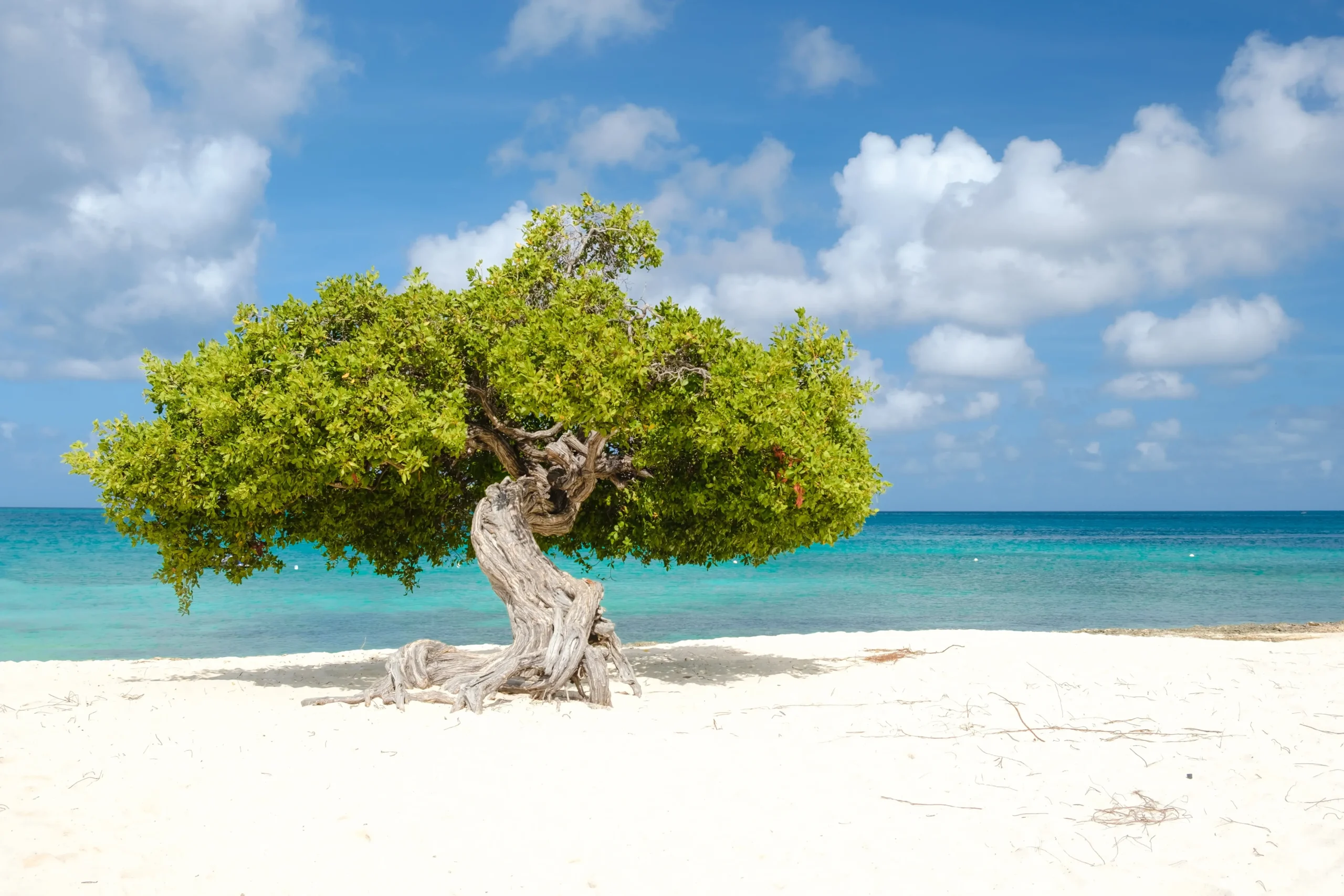 Over ons - Klant kan lekker genieten van het uitzicht terwijl de producten belastingvrij worden verzonden via ABC Duty Free